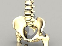 The Pelvis by sjpiper145