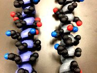 Leucine Zipper by Charlie_at_Truman