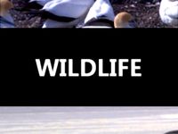 Jack In The Box by veer