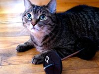 45 lb. Olympic Weightlifting Plate by AndrewSink