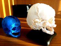 Newborn skull by Juca