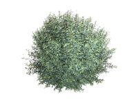 Salix purpurea Nana 3D Model