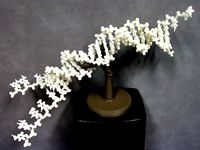 Folding DNA model kit.   by mkuiper