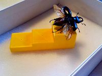 Insect Pinning Block by entomophile