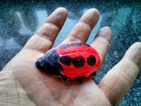 Emergency Ladybird by pittance
