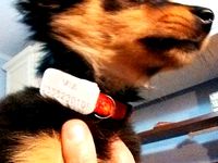 Targhetta per cane personalizzabile "Plate for dogs" by polka