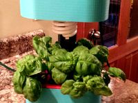 Counter Top Herb Garden by rocketboy