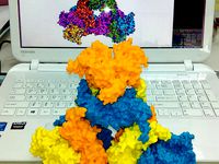 Long chain acyl-CoA carboxylase by medakachou