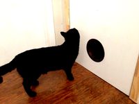 Cat hole by blaiseb