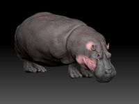 hippopotamus zbrush  by alavanimation