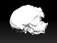 Homo sapiens by kokko