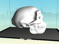 Homo erectus skull by doctordavemorgan