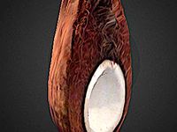 Coconut cut in half - from Sunny The Bear by SunnyThe3DBear