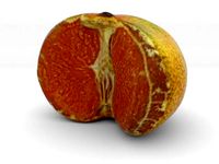 The Tangerine-Half by AmazingDesign