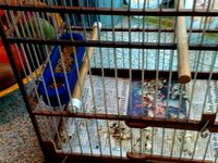 food bowl birds by antoonjan