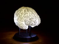 LED-Lit Brain by djholt