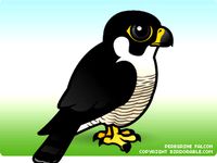 Falcon by H_Effinger