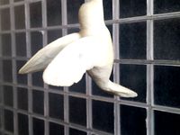 Glad-Colibri by glad3Dprintable