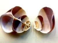 Hermit Crab Shell Project by leebotin