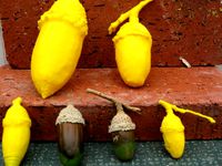Cork Oak Acorns by pmoews