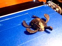awesome turtle toy, movable arms and head by Reach3D_Nate_Rogers