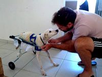 Adjustable Wheel Chair for Dog (Branco Project) by Gilmarp