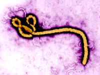 The Ebola Virus.... by azuro