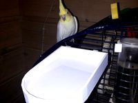 bird bath by gremlin60