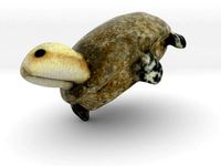 Turtle by AmazingDesign