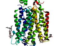 Glucose Transporter by stemcellgal
