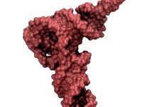 transfer RNA by aarono