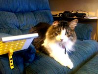 Recliner Magic TrackPad mouse Stand by Thorpedo