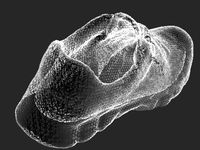 3D Scan of Shoe by GSAMakerspace
