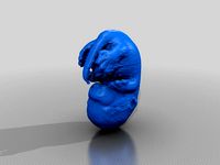 Mouse E13.5 Embryo by jcotney