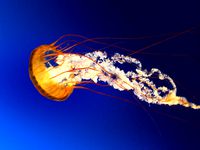 prototipo  by azarojas