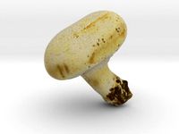 The White Mushroom by AmazingDesign