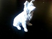 Border Collie Dog by Jochem