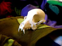Bitey the Dog Skull by Bluebie