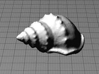 Sea Shell (from Digitizer Scan) by muzz64