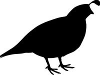 Quail by thinklogically