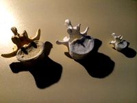 3D scanned vertebrae by ISIFC