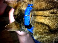 Kitty Collar Clip by ddanjou