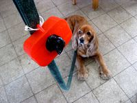 accessories for dogs,collecting dogs feces, by waiman