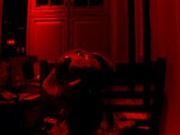 jj dog 1 by schwartzmaker