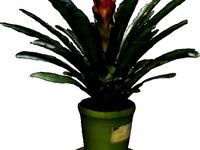 Fower scaned with Recfusion by Splerin