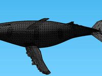 Humpback Whale by Mapmike