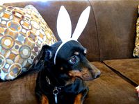 Pet-Sized Bunny Ears by TinmanTechnology