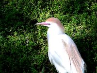 BIRD by Mandar200
