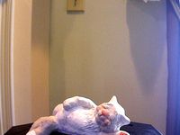 SleepyCat by ukcat