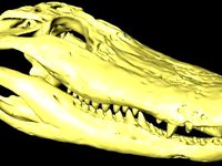 Alligator Skull - 1:4 Scale by AlexJDrew